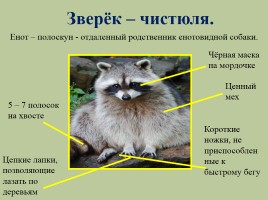 Животный мир лесов России, слайд 11