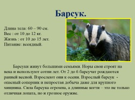 Животный мир лесов России, слайд 12