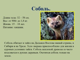 Животный мир лесов России, слайд 14