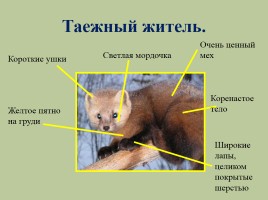 Животный мир лесов России, слайд 15