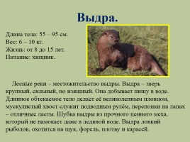 Животный мир лесов России, слайд 16