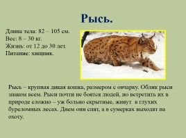 Животный мир лесов России, слайд 18