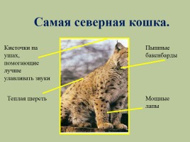 Животный мир лесов России, слайд 19