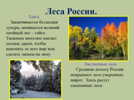 Животный мир лесов России, слайд 2