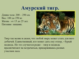 Животный мир лесов России, слайд 20