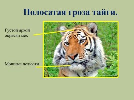 Животный мир лесов России, слайд 21