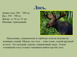 Животный мир лесов России, слайд 22
