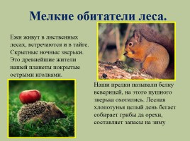 Животный мир лесов России, слайд 24