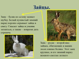 Животный мир лесов России, слайд 25