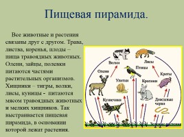 Животный мир лесов России, слайд 3