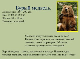 Животный мир лесов России, слайд 4