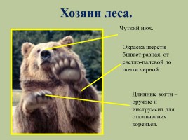 Животный мир лесов России, слайд 5