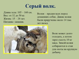 Животный мир лесов России, слайд 6