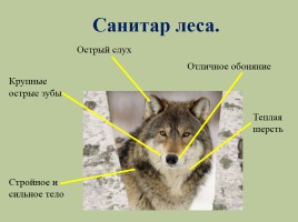 Животный мир лесов России, слайд 7