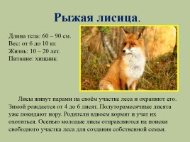 Животный мир лесов России, слайд 8