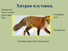 Животный мир лесов России, слайд 9