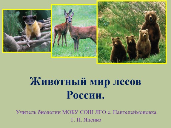 Животный мир лесов России
