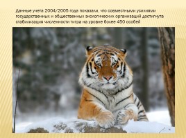 Амурский тигр, слайд 15