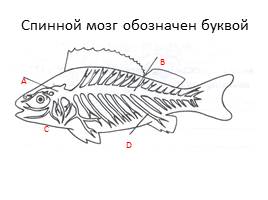 Тест «Рыбы», слайд 4