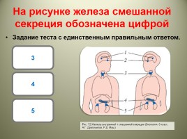 Мультимедийный тест «Железы внутренней секреции», слайд 4