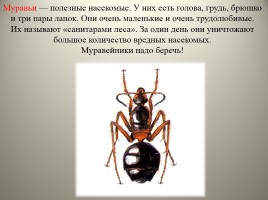 Экологический дневник для юного натуралиста «Изучаем обитателей царства насекомых», слайд 4