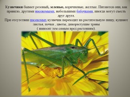 Экологический дневник для юного натуралиста «Изучаем обитателей царства насекомых», слайд 5