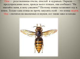 Экологический дневник для юного натуралиста «Изучаем обитателей царства насекомых», слайд 6