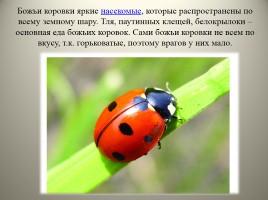 Экологический дневник для юного натуралиста «Изучаем обитателей царства насекомых», слайд 8