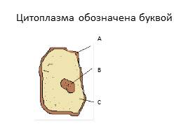 Тест «Жизнь на Земле», слайд 3