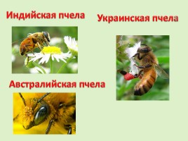 Внеклассное мероприятие по математике «Пчелы и геометрия», слайд 4