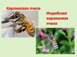 Внеклассное мероприятие по математике «Пчелы и геометрия», слайд 6