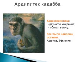 Эволюция человека, слайд 11