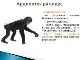 Эволюция человека, слайд 12