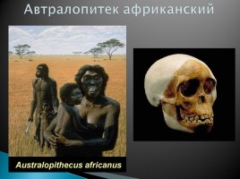 Эволюция человека, слайд 18