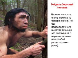 Эволюция человека, слайд 29