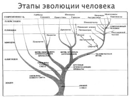 Эволюция человека, слайд 3