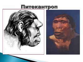 Эволюция человека, слайд 31