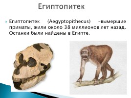 Эволюция человека, слайд 4