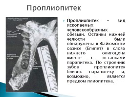 Эволюция человека, слайд 6