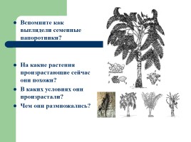 Отдел Покрытосеменные растения, особенности организации и происхождение, слайд 7