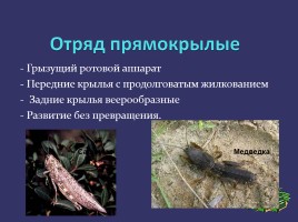Отряды насекомых, слайд 4