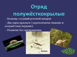 Отряды насекомых, слайд 9