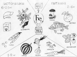 Химические элементы в клетках живых организмов, слайд 13