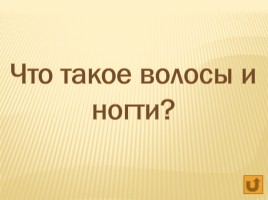 Обобщающий урок по теме «Кожа», слайд 6