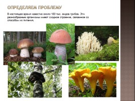 Общая характеристика грибов, слайд 2