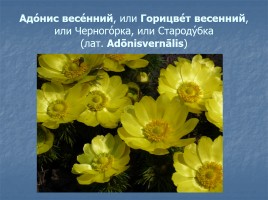 Первоцветы, слайд 18