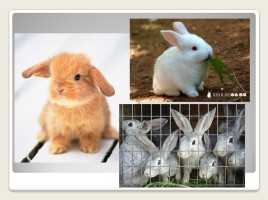 Урок развития речи во 2 классе коррекционной школы VIII вида «Домашние животные - Кролик», слайд 11