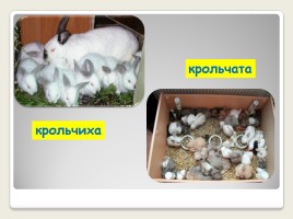 Урок развития речи во 2 классе коррекционной школы VIII вида «Домашние животные - Кролик», слайд 12