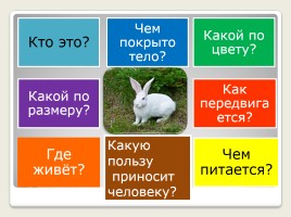 Урок развития речи во 2 классе коррекционной школы VIII вида «Домашние животные - Кролик», слайд 15