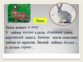 Урок развития речи во 2 классе коррекционной школы VIII вида «Домашние животные - Кролик», слайд 3